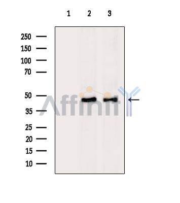 Валидация Affinity DF14681 - 10730