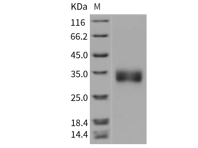 Валидация Elabscience PKSR030407(5742)