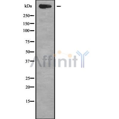 Валидация Affinity DF9958 - 22978