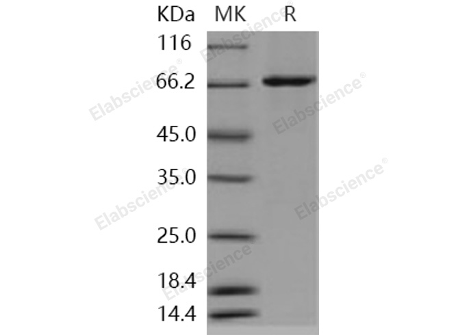 Валидация Elabscience PKSH030938(1761)
