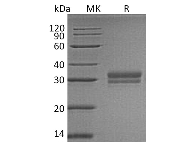 Валидация Elabscience PKSH033363(3694)