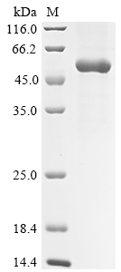 SDS-PAGE