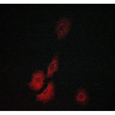 Валидация Affinity AF6068 - 3271