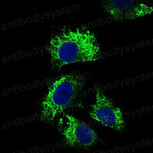 Валидация IF - AntibodySystem RHB95803