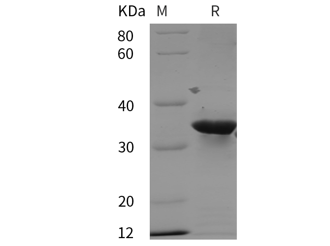 Валидация Elabscience PDEH100971(385)