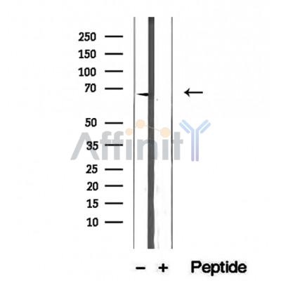 Валидация Affinity DF12395 - 6877