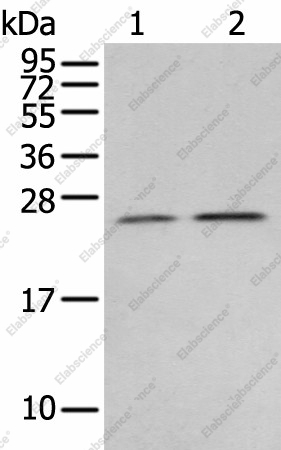 Вестерн-блоттинг, RAB11A, ткань эмбрионального мозга человека и клетки 231