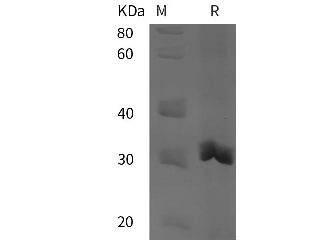 Валидация Elabscience PDEH100945(363)