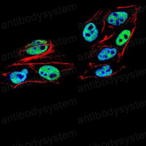 Валидация IF - AntibodySystem RHF03002 (969)