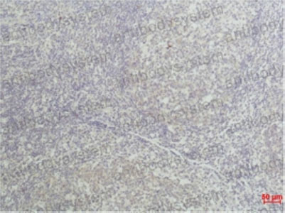 Валидация AntibodySystem RHB94407