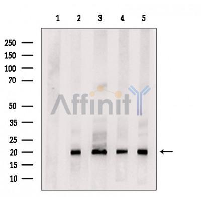 Валидация Affinity DF2497 - 13146