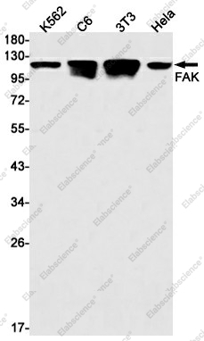 Вестерн-блоттинг, FAK, клетки K562, C6, 3T3, HeLa