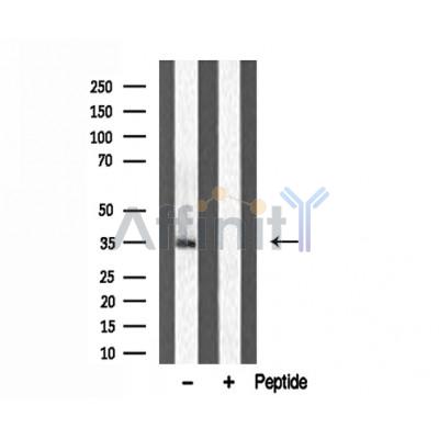 Валидация Affinity DF3079 - 13818