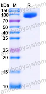 AHC36903, SDS-PAGE