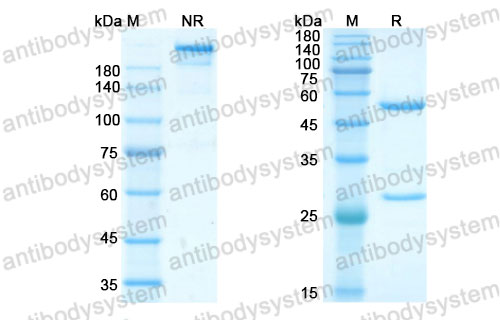 Валидация SDS-PAGE - AntibodySystem DVV00311