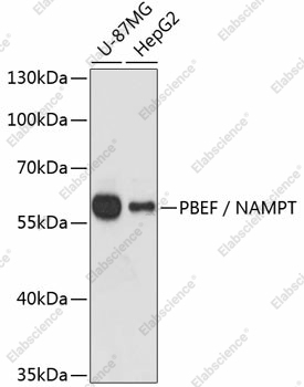 Вестерн-блоттинг, PBEF/NAMPT, различные клеточные линии