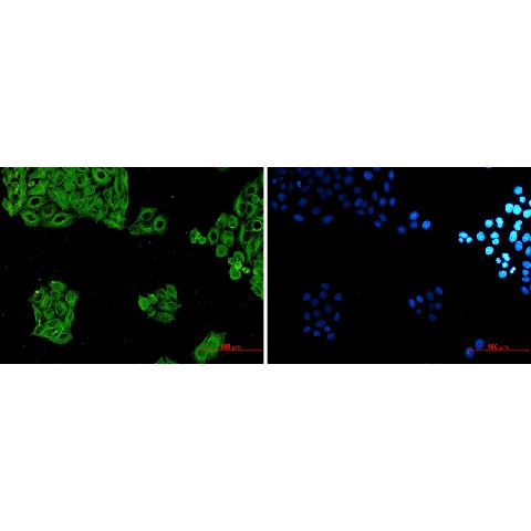 Валидация Elabscience E-AB-81458