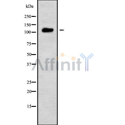 Валидация Affinity DF10052 - 5516