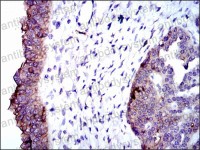 Валидация AntibodySystem RHC15302 (674)