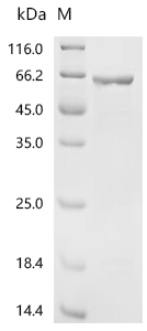 SDS-PAGE