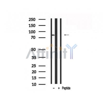 Валидация Affinity AF7819 - 4542