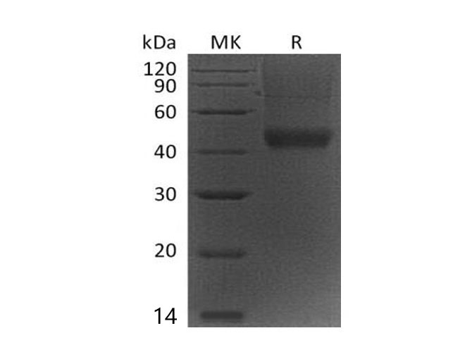 Валидация Elabscience PKSM041003(4939)