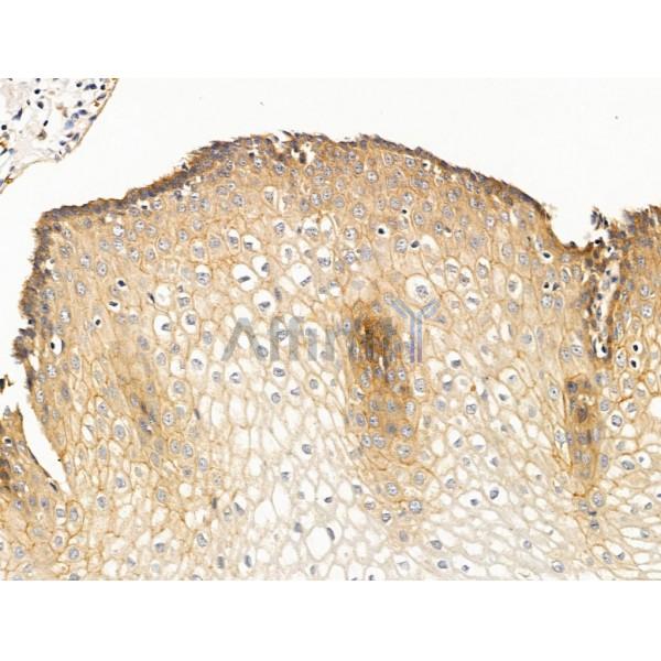 Валидация Affinity AF5462 - 3116