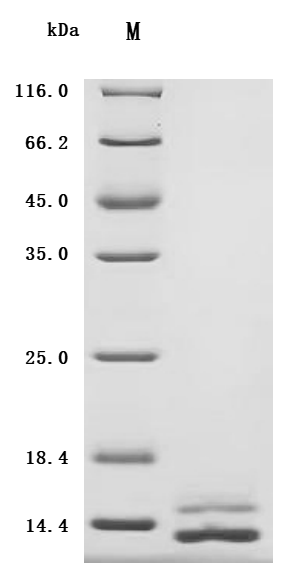 SDS-PAGE