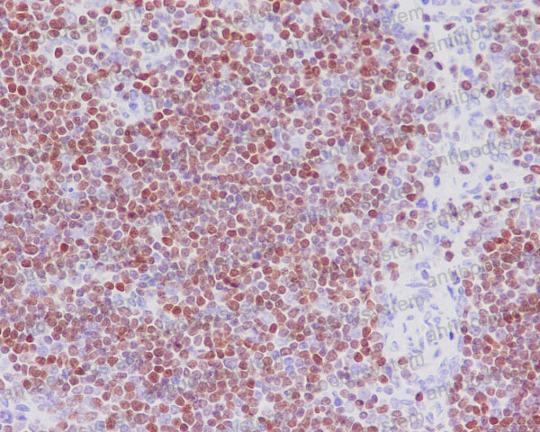 Валидация AntibodySystem RHF89501