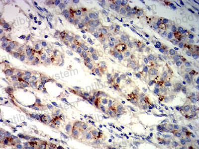 Валидация AntibodySystem RHE84609