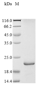 SDS-PAGE