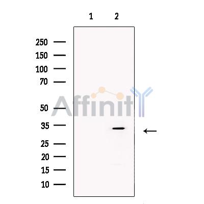 Валидация Affinity DF13378 - 8626