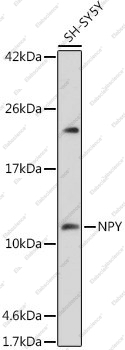 Вестерн-блоттинг, NPY, клетки SH-SY5Y