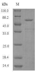 SDS-PAGE