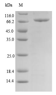 SDS-PAGE