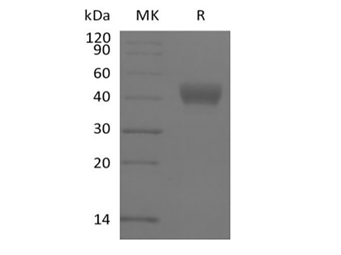 Валидация Elabscience PKSH033880(4113)