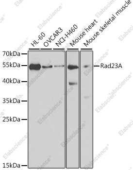 Вестерн-блоттинг, Rad23A, различные клеточные линии