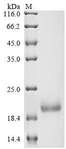 SDS-PAGE
