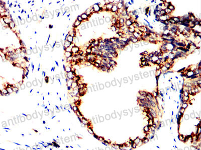 Валидация AntibodySystem RHG17701 (2881)