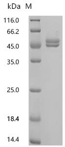 SDS-PAGE