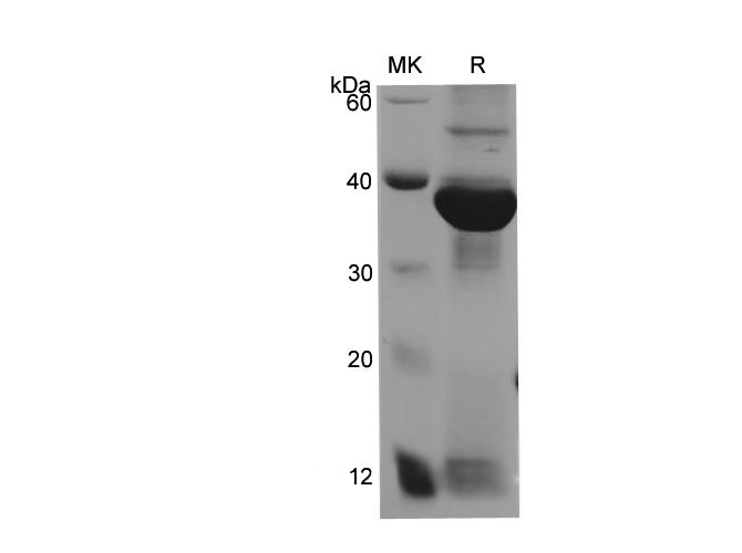 Валидация Elabscience PDEH100706(181)