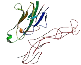 Tumor Necrosis Factor Beta (TNFb) Tumor Necrosis Factor Beta (TNFb)