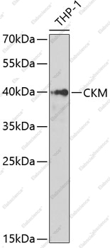 Вестерн-блоттинг, CKM, клетки THP-1