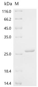 SDS-PAGE