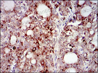 Валидация AntibodySystem RHD75803 (1808)