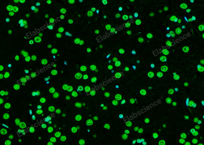 Валидация Elabscience E-CK-A321 - 91