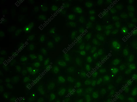 Иммунофлуоресценция, RAD51C, клетки MCF7