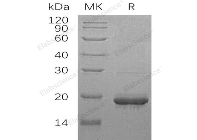 Валидация Elabscience PKSH032971(3361)