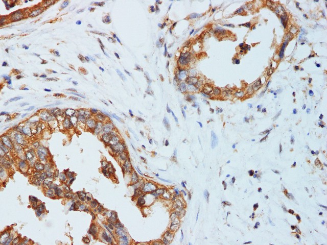 Валидация Elabscience D-AB-10185L