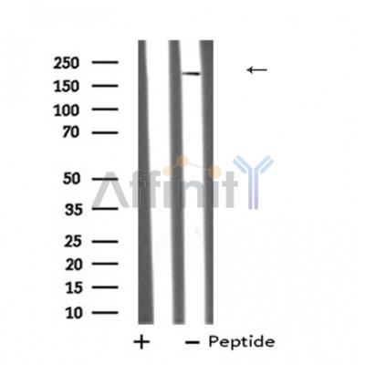 Валидация Affinity DF8174 - 20020